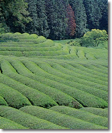 古内地区の茶畑