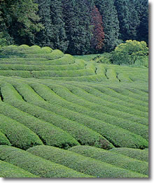 美しい古内地区の茶畑 古内地区の茶畑
